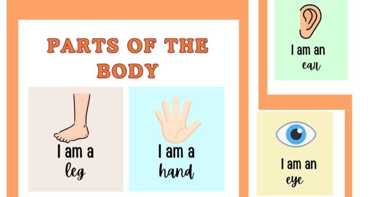 parts of the body worksheets